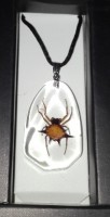 Spiny Spider